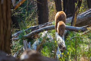 Bear Yosemite