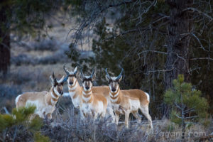 Pronghorn Antelope