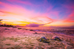 Sunset Beach Sea Turtles Oahu Hawaii