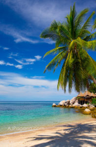 Koh Tao Beach and Palm Tree