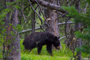 Tetons Black Bear broadside