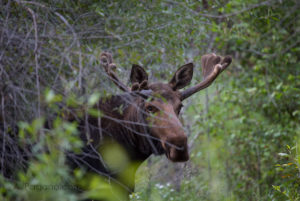 Moose on the Snake River in Grand TetonsMoose on the Snake River in Grand Tetons