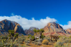 Burros in Red Rock