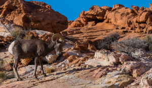 Desert Bighorn Sheep Tongue