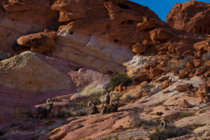 Valley of Fire Rams on a Palette of Colors