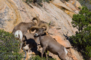 Ramming sheep in Zion