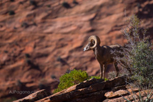 Ram Overlook in Zion
