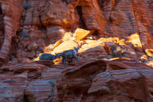 Valley of Fire Lambs on Fire