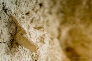 Unknown fossil in Tule Springs