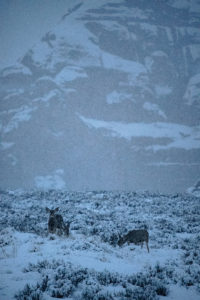 Arches National Park Deer