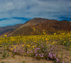 Death Valley Super Bloom