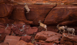 Leaping Desert Bighorn Lamb in Canyonlands National Park