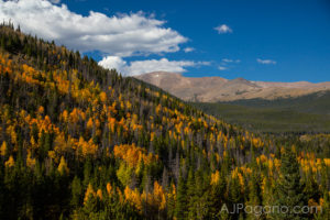 A Ridge of Golden Aspens