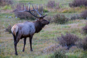 Bull Elk in the Rockies