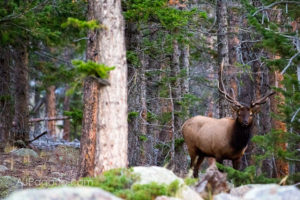 Bull Elk posing in Rocky Mountain NP