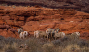 Desert Bighorn Sheep Canyonlands