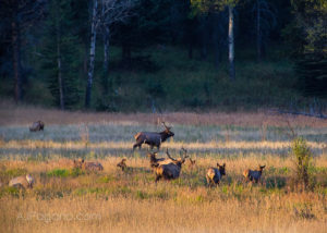 Elk in a meadow in rut