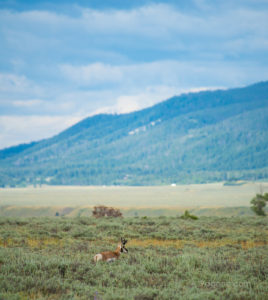 Pronghorn Antelope in Grand Tetons National Park