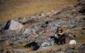 Ram laying down in Rocky MNP