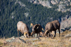 The Three Stooges of the Rockies