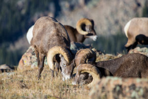 A Ram Nudge