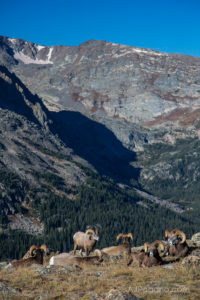 Rams of the Rockies