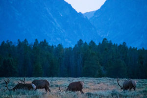 Elks in Grand Teton's Meadow