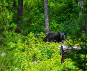 Grand Tetons Black Bear Lunch