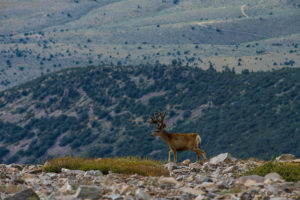Mule Deer Buck on Mt Wheeler in Great Basin National Park