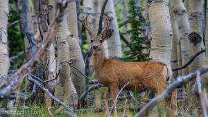 Mule Deer Buck at Mt Wheeler Great Basin National Park