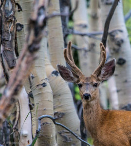 Close up of a Buck Mule Deer in Great Basin National Park
