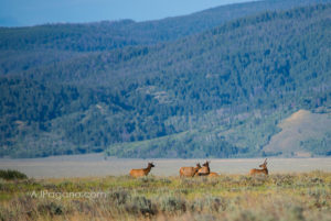 Elk grazing along the Snake River