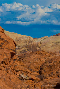 The Fiery Cliff Sheep of Valley of Fire