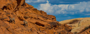 A Walk in the Valley of Fire Park with Sheep